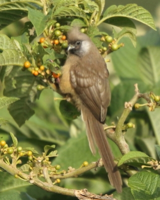 Czepigi  - Coliiformes - Mousebirds