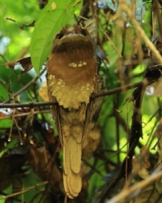 Paszczaki - Frogmouths