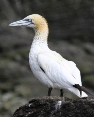 Głuptaki - Gannets and Boobies