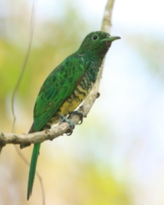 Kleszczojady, Kukale, Kukułki - Cuckoos