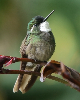 Malachicik białogardły - White-throated Mountain-gem