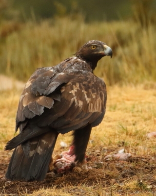 Orzeł przedni - Aquila chrysaetos - Golden Eagle