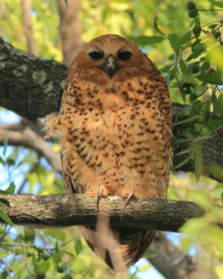Rybiarka duża - Scotopelia peli - Pel's Fishing Owl