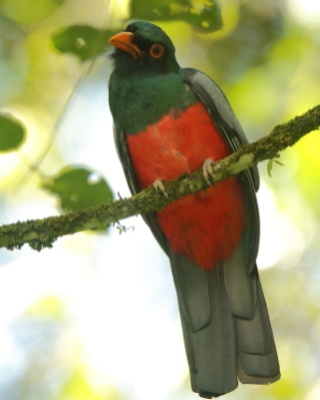 Trogony - Trogons