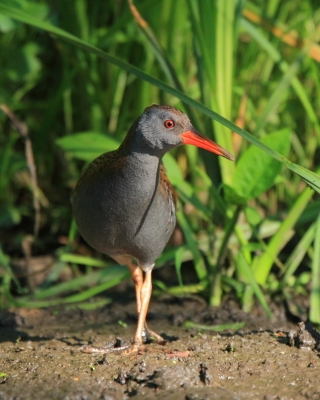 Wodnik - Rallus aquaticus - Water Rail