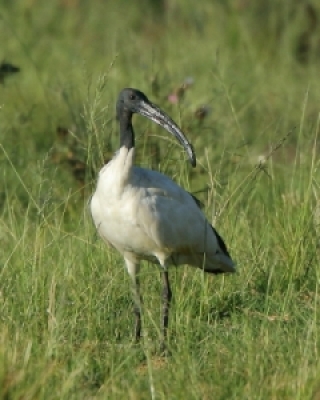 Ibisy - Ibises