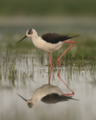 Szczudłak zwyczajny - Himantopus himantopus - Black-winged Stilt