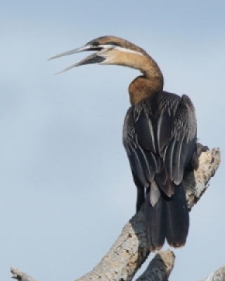 Fregaty, Głuptaki, Kormorany, Wężówki - Frigatebirds, Gannets and Boobies, Cormoranys, Darters