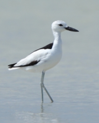 Krabożery - Crab-plover