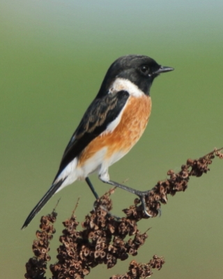 Muchołówkowate - Muscicapidae - Chats and Flycatchers