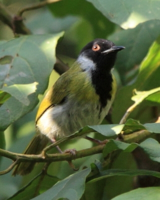 Nikornik czarnolicy - Apalis personata - Black-faced Apalis