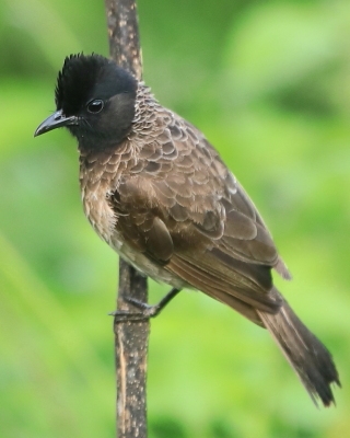 Bilbil czerwonoplamy - Pycnonotus cafer - Red-vented Bulbul