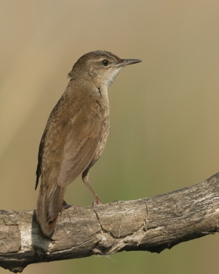 Brzęczka - Locustella luscinioides - Savi's Warbler