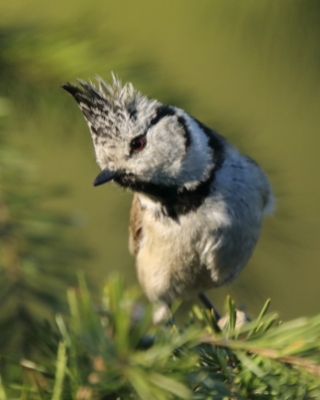 Sikory - Paridae - Tits, Chickadees