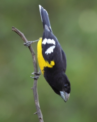 Kardynały - Cardinalidae - Cardinals, Grosbeaks
