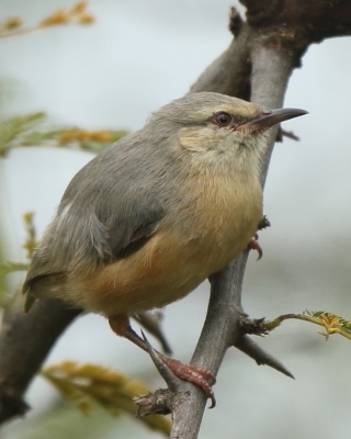 Krótkosterki - Macrosphenidae - Crombecs, Longbills and allies