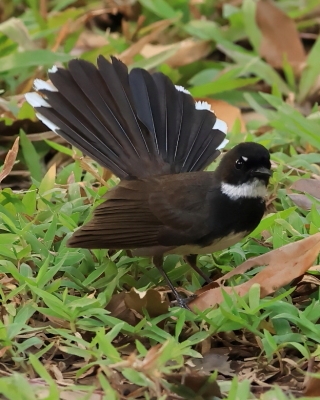 Wachlarzówka srokata - Malaysian Pied Fantail - Rhipidura javanica