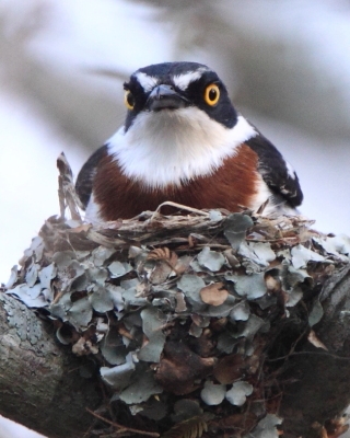 Krępaczki - Platysteiridae - Wattle-eyes and Batises