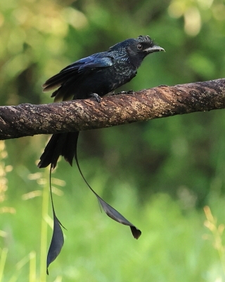 Dziwogony - Dicruridae - Drongos