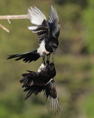 Sroka - Pica pica - Eurasian Magpie