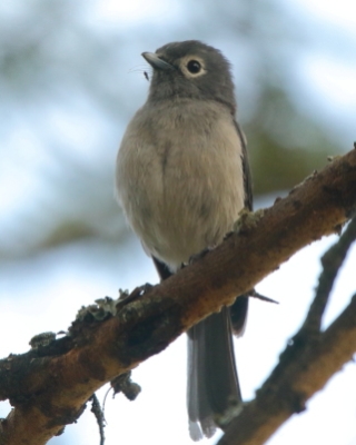 Mucharka białooka - Melaenornis fischeri - White-eyed Slaty Flycatcher