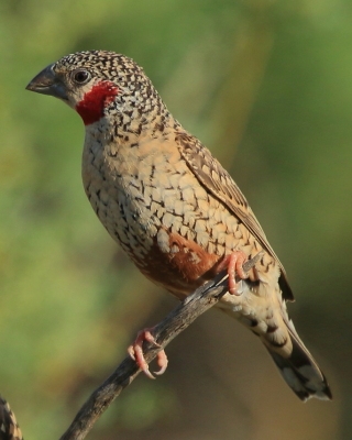 Amadyna obrożna - Amadina fasciata - Cut-throat Finch