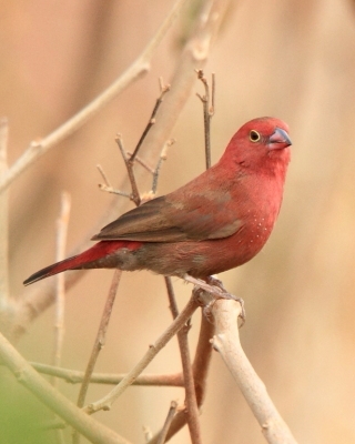 Amarantka czerwonodzioba - Lagonosticta senegala - Red-billed Firefinch