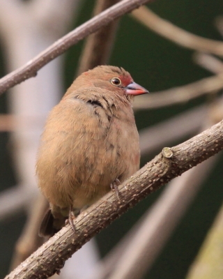 Amarantka zmienna - Lagonosticta rubricata - African Firefinch