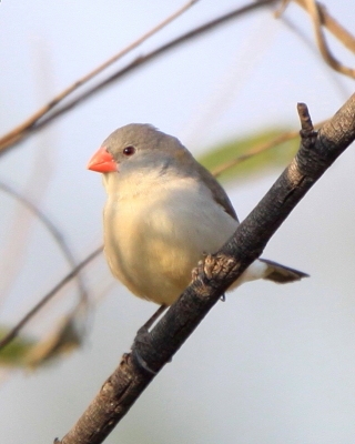 Astryld bagienny - Estrilda paludicola - Fawn-breasted Waxbill