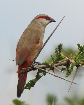 Astryld czerwonoskrzydły - Estrilda rhodopyga - Crimson-rumped Waxbill