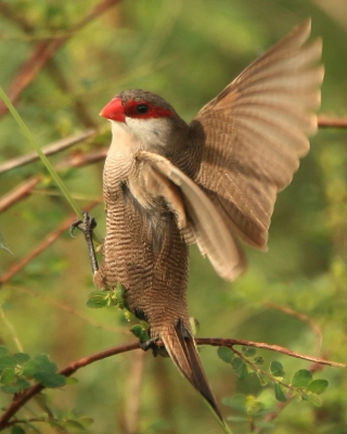 Astryld falisty - Estrilda astrild - Common Waxbill