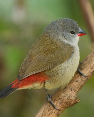 Astryld siwogłowy - Coccopygia melanotis - Swee Waxbill
