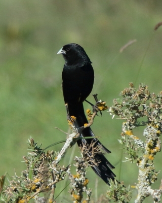 Baletnik - Euplectes jacksoni - Jackson's Widowbird