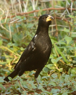 Bawolik białodzioby - Bubalornis albirostris - White-billed Buffalo Weaver