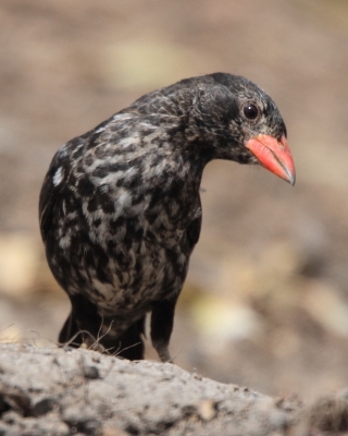 Bawolik czerwonodzioby - Bubalornis niger - Red-billed Buffalo Weaver