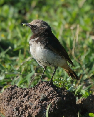 Białorzytka etiopska - Oenanthe lugubris - Abyssinian Wheatear
