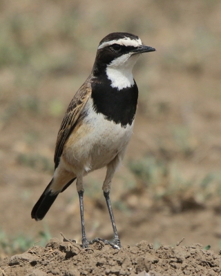 Białorzytka obrożna - Oenanthe pileata - Capped Wheatear