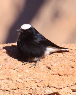iałorzytka saharyjska - Oenanthe leucopyga - White-crowned Wheatear