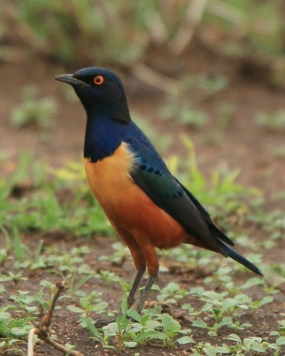 Błyszczak półobrożny - Lamprotornis hildebrandti - Hildebrandt's Starling