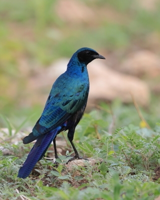Błyszczak ciemny - Lamprotornis mevesii - Meves's Starling
