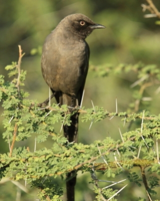 Błyszczak jednobarwny - Lamprotornis unicolor - Ashy Starling