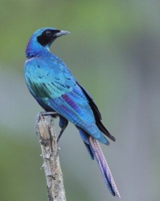Błyszczak krępy - Lamprotornis australis - Burchell's Starling