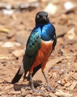 Błyszczak rudobrzuchy - Lamprotornis superbus - Superb Starling