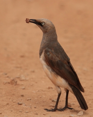 Błyszczak szarawy - Lamprotornis fischeri - Fischer's Starling