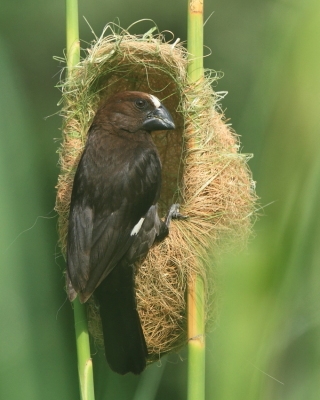 Brunatniczka - Amblyospiza albifrons - Grosbeak Weaver