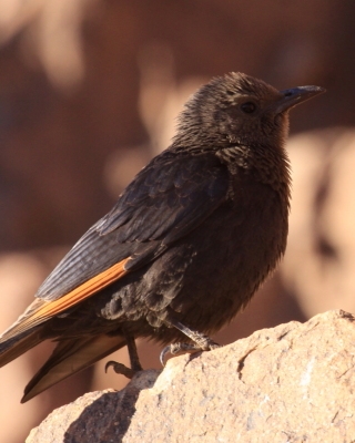 Czarnotek arabski - Onychognathus tristramii - Tristram's Starling