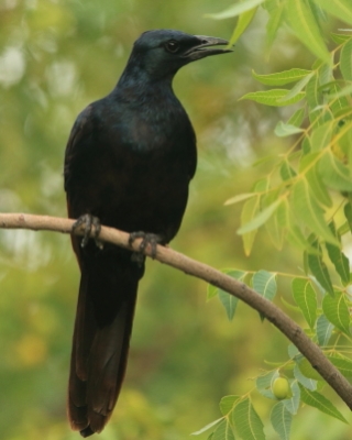 Czarnotek rudoskrzydły - Onychognathus morio - Red-winged Starling