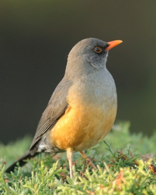 Drozd abisyński - Turdus abyssinicus - Ethiopian Thrush