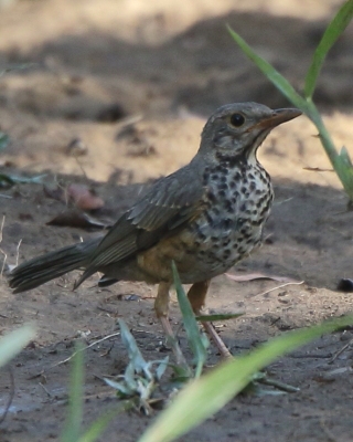 Drozd ogorzały - Turdus olivaceus - Olive Thrush