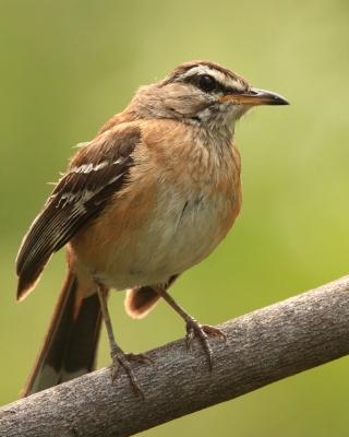 Drozdówka jasna - Cercotrichas leucophrys - White-browed Scrub Robin